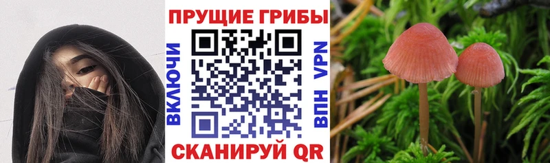 Псилоцибиновые грибы прущие грибы как найти закладки Чистополь